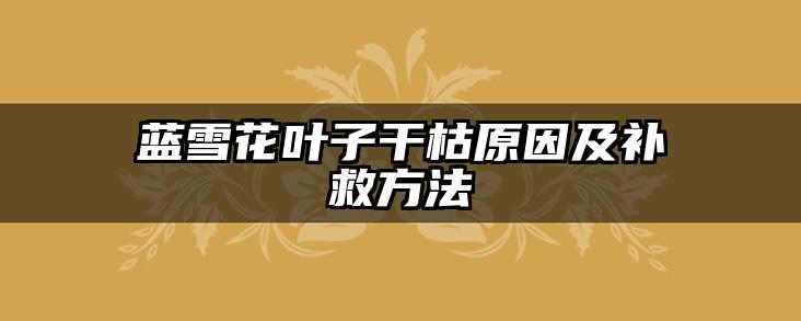 蓝雪花叶子干枯原因及补救方法