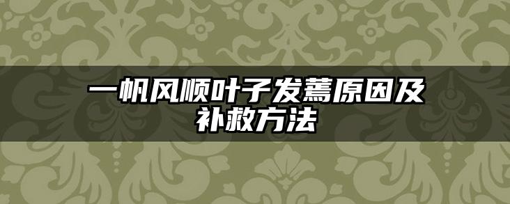 一帆风顺叶子发蔫原因及补救方法
