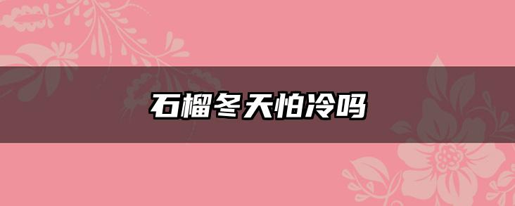 石榴冬天怕冷吗