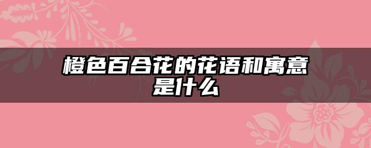 橙色百合花的花语和寓意是什么
