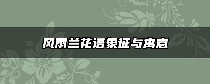 风雨兰花语象征与寓意