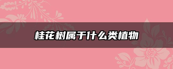 桂花树属于什么类植物
