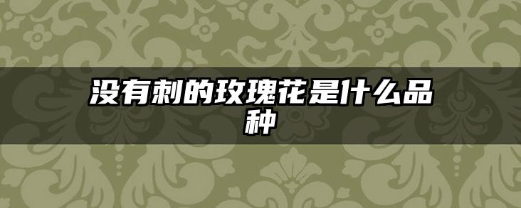 没有刺的玫瑰花是什么品种