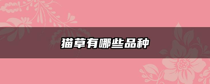 猫草有哪些品种