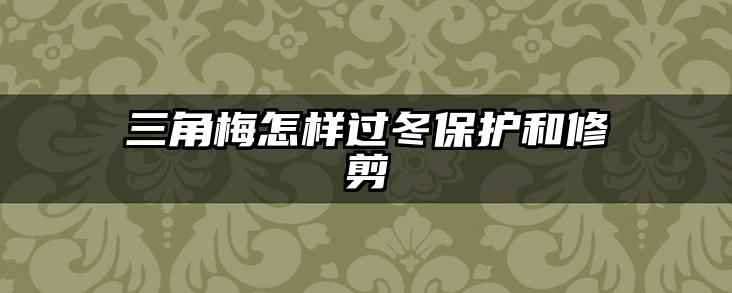 三角梅怎样过冬保护和修剪