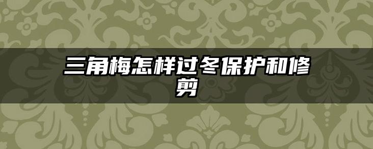 三角梅怎样过冬保护和修剪