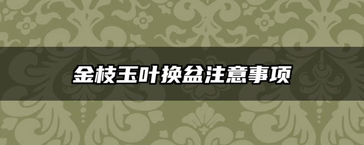 金枝玉叶换盆注意事项