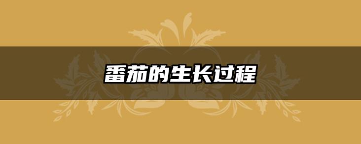 番茄的生长过程
