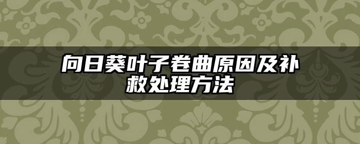 向日葵叶子卷曲原因及补救处理方法
