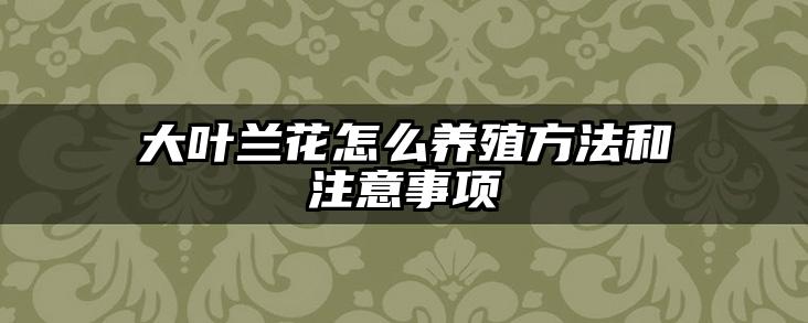 大叶兰花怎么养殖方法和注意事项