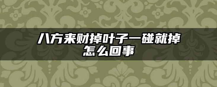 八方来财掉叶子一碰就掉怎么回事