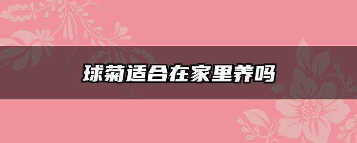 球菊适合在家里养吗