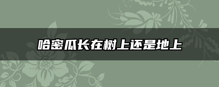 哈密瓜长在树上还是地上