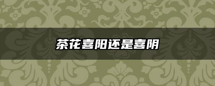 茶花喜阳还是喜阴