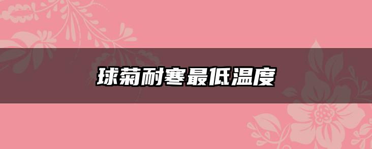 球菊耐寒最低温度