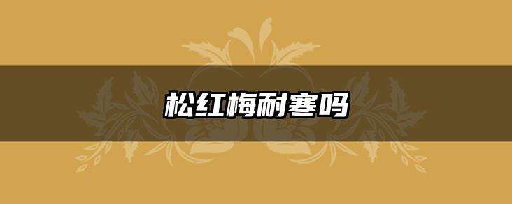 松红梅耐寒吗