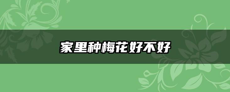 家里种梅花好不好