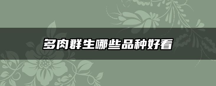 多肉群生哪些品种好看