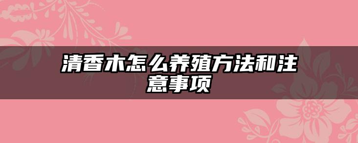清香木怎么养殖方法和注意事项