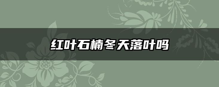 红叶石楠冬天落叶吗