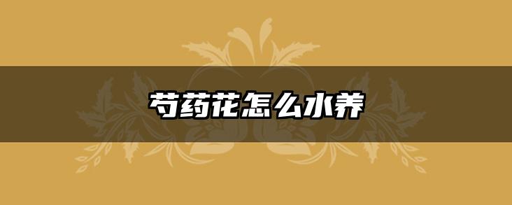 芍药花怎么水养