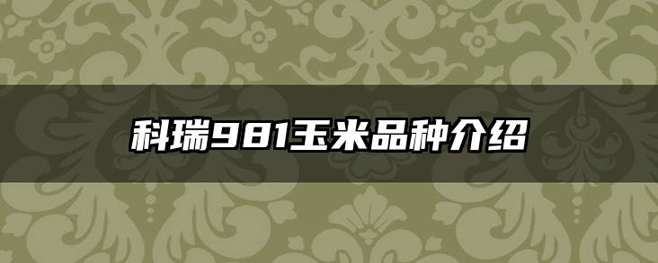 科瑞981玉米品种介绍