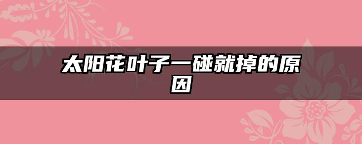太阳花叶子一碰就掉的原因