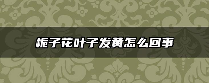 栀子花叶子发黄怎么回事