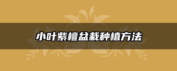 小叶紫檀盆栽种植方法