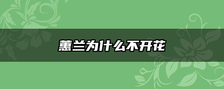 蕙兰为什么不开花