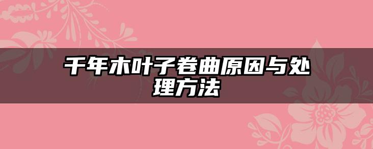 千年木叶子卷曲原因与处理方法