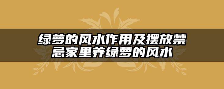 绿萝的风水作用及摆放禁忌家里养绿萝的风水