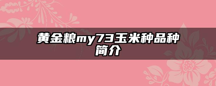 黄金粮my73玉米种品种简介