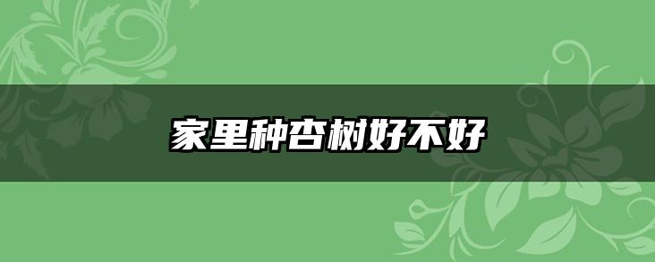 家里种杏树好不好