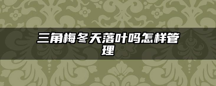 三角梅冬天落叶吗怎样管理