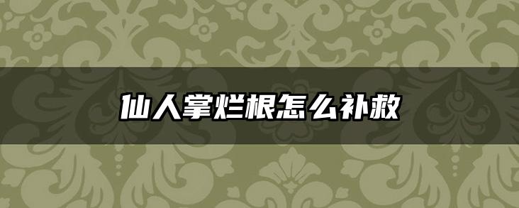 仙人掌烂根怎么补救