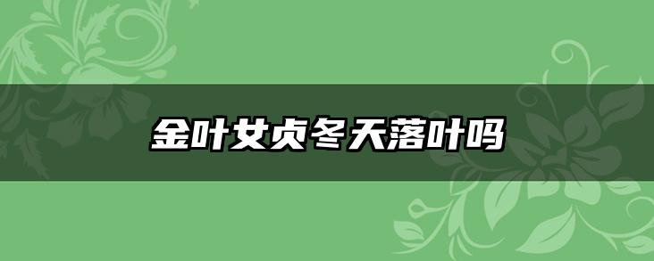 金叶女贞冬天落叶吗