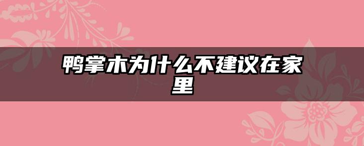 鸭掌木为什么不建议在家里