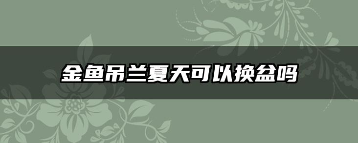 金鱼吊兰夏天可以换盆吗
