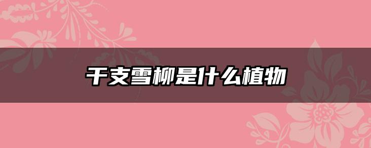 干支雪柳是什么植物