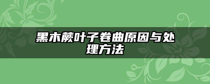 黑木蕨叶子卷曲原因与处理方法