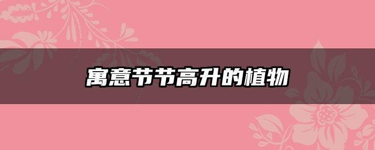 寓意节节高升的植物