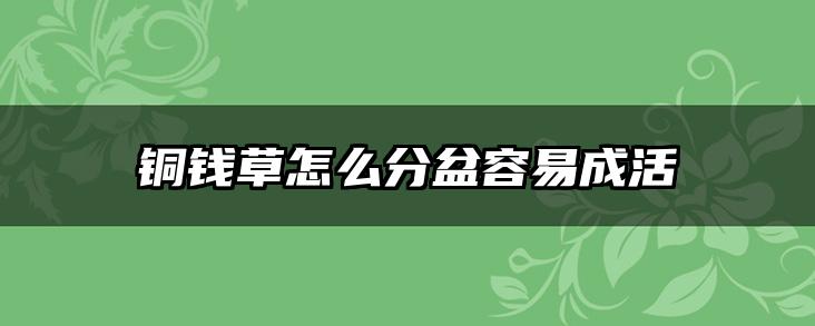 铜钱草怎么分盆容易成活