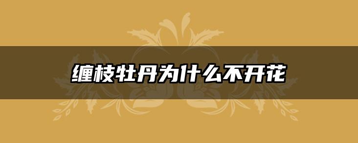 缠枝牡丹为什么不开花