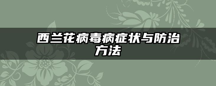 西兰花病毒病症状与防治方法