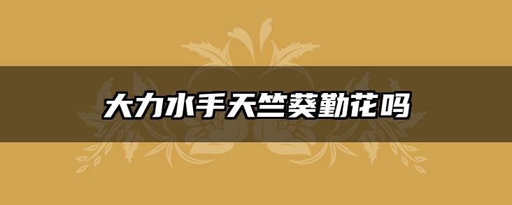 大力水手天竺葵勤花吗