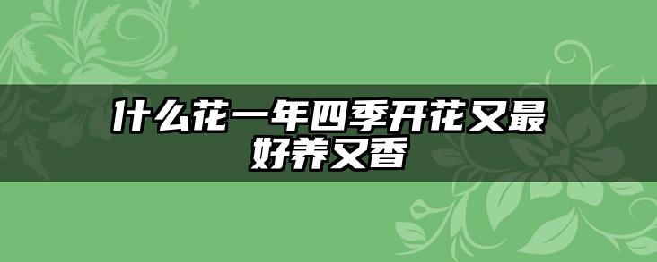 什么花一年四季开花又最好养又香