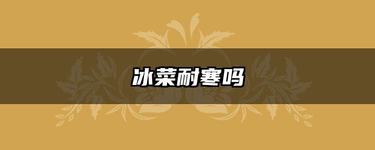 冰菜耐寒吗