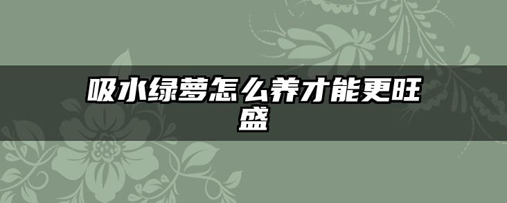 吸水绿萝怎么养才能更旺盛