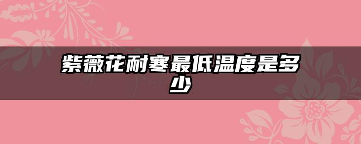 紫薇花耐寒最低温度是多少
